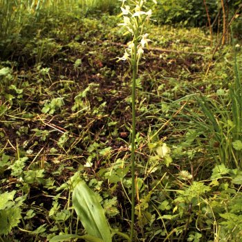 Weisse Waldhyazinthe