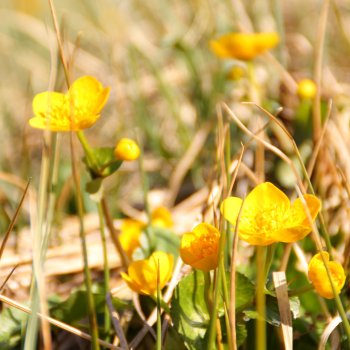 Sumpfdotterblume
