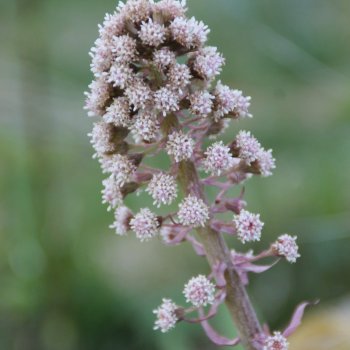 Pestwurz