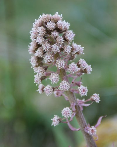 Pestwurz