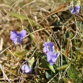 Veilchen
