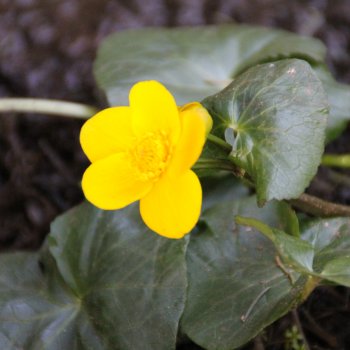 Dotterblume