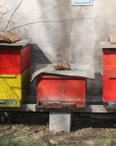 Bienen I