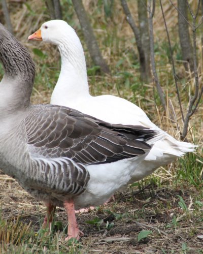 Gänse