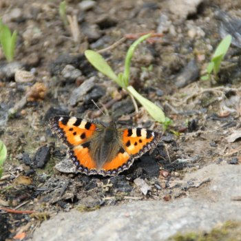 Kleiner Fuchs
