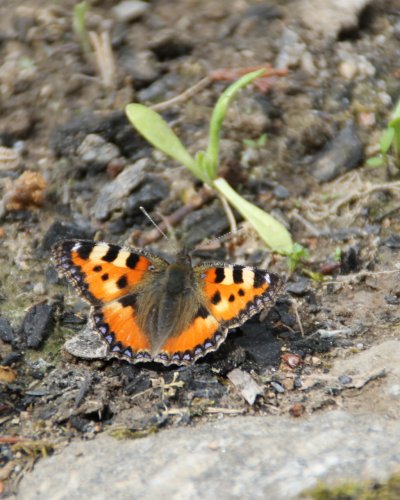 Kleiner Fuchs