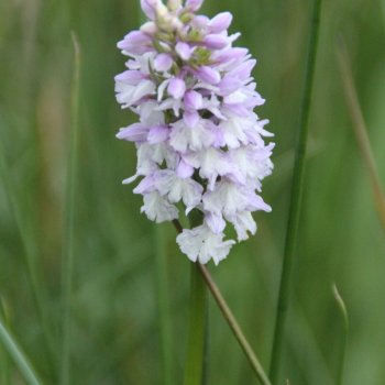 Geflecktes Knabenkraut