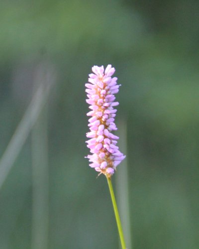 Wiesenknöterich
