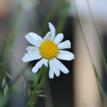 Weisse Margerite
