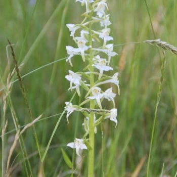 Weisse Waldhyazinthe