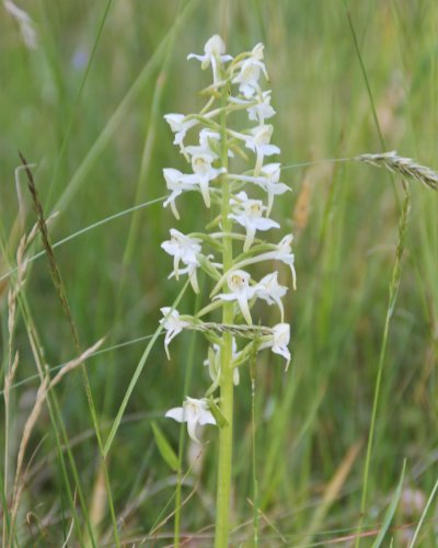 Weisse Waldhyazinthe