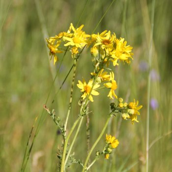 Wiesen-Pippau