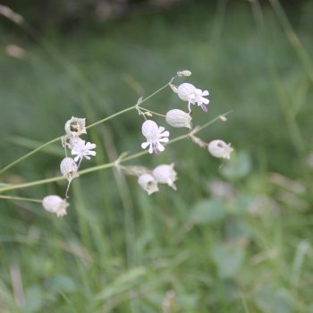 Taubenkropf