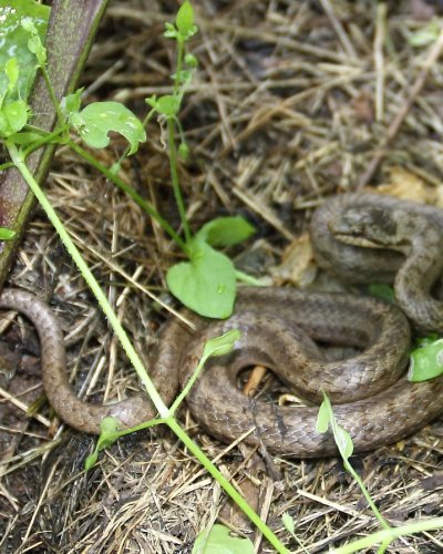 Glattnatter