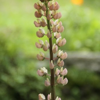 Lupinie