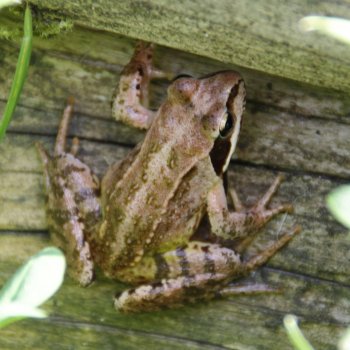 Laubfrosch