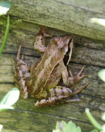Laubfrosch