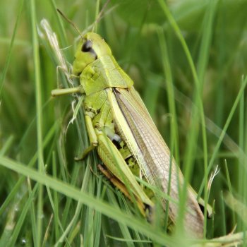 Heuschrecke