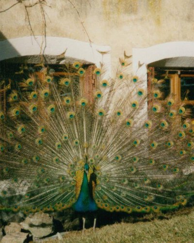 Pfau