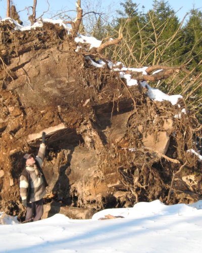 Sturmfichte Wurzelteller