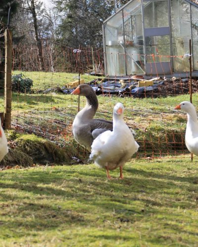 Gänse