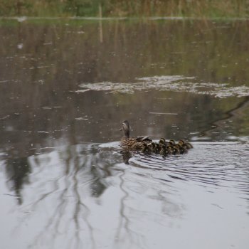 Wildenten 2014