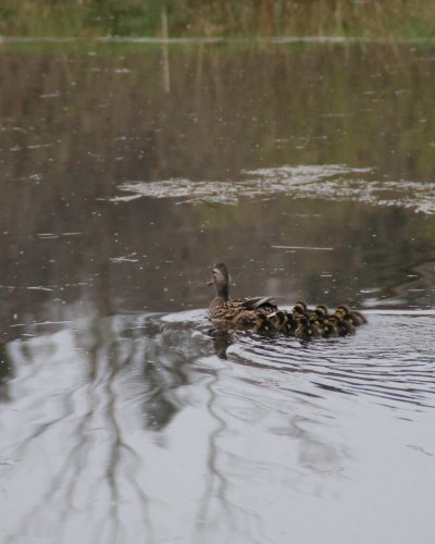 Wildenten 2014