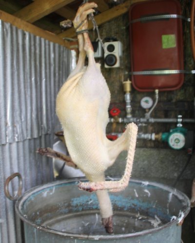 Gans schlachten
