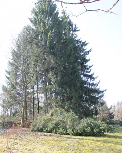 Holzeinschlag I