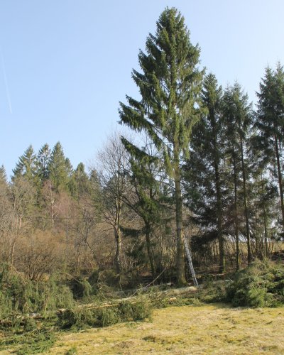 Holzeinschlag II