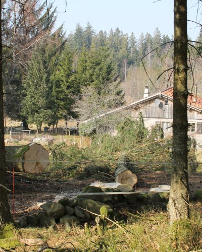 Holzeinschlag III