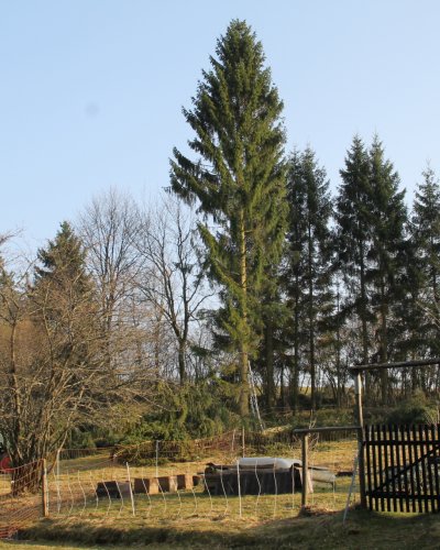 Holzeinschlag IV
