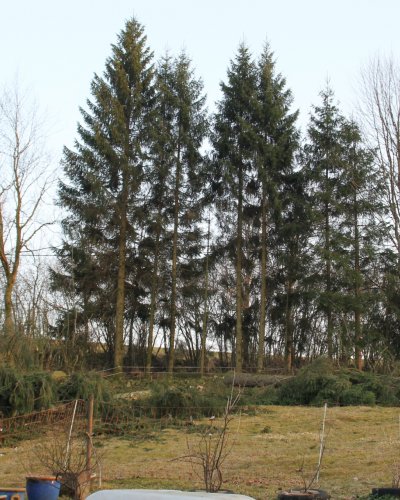 Holzeinschlag V