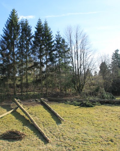Holzeinschlag VI