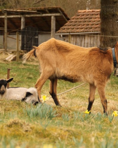 Ziegennachwuchs II