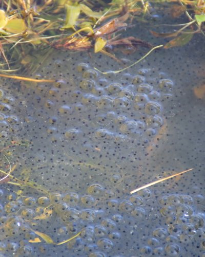 Froschlaich
