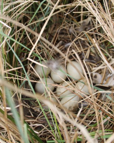 Wildentennest