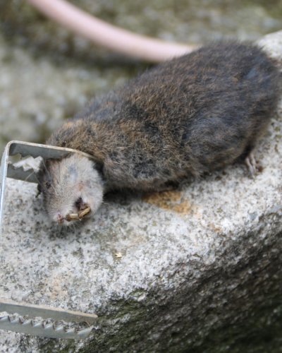 Wühlmaus