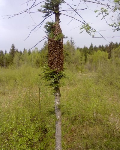 Bienenschwarm