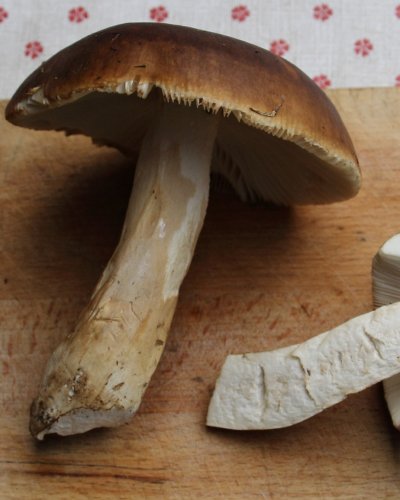 Pilze