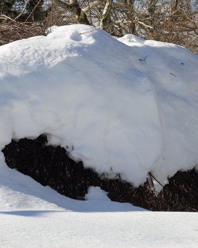 Schneeberberitze