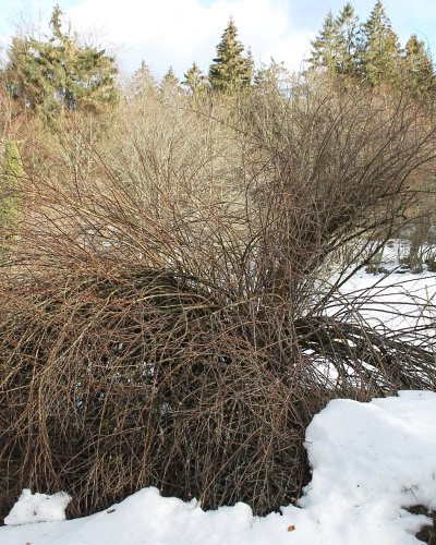 Schneeberberitze