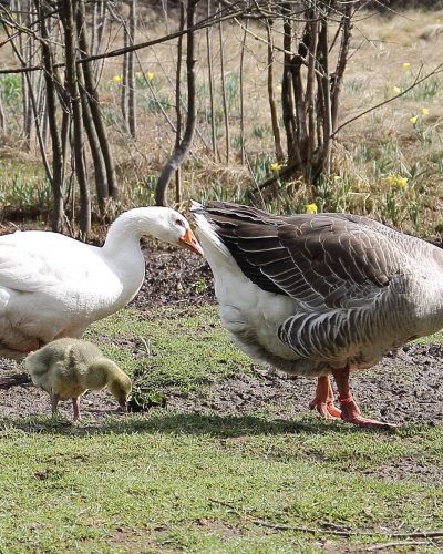 Gänsenachwuchs 2015