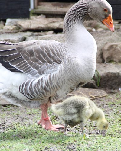 Gänsenachwuchs 2015