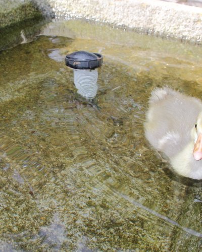 Gänsenachwuchs 2015