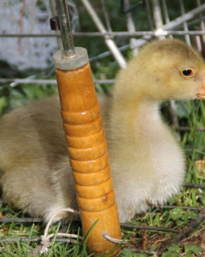 Gänsenachwuchs 2015