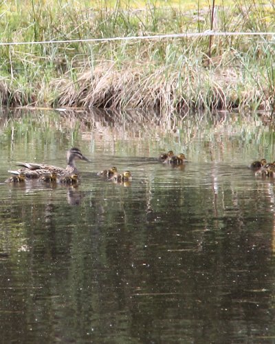 Wildentennachwuchs