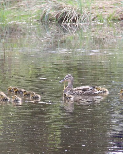 Wildentennachwuchs