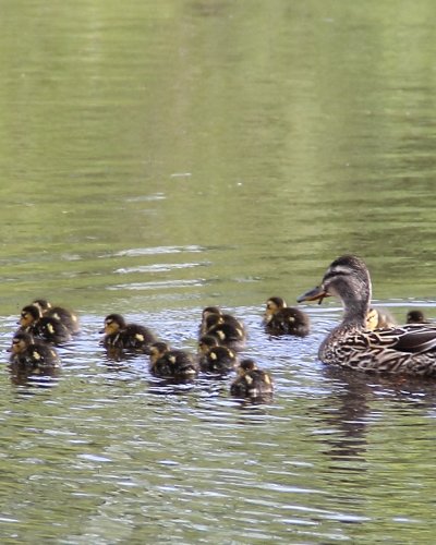 Wildentennachwuchs