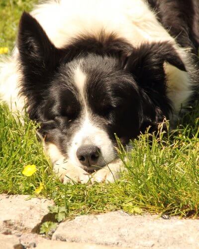 Hundi